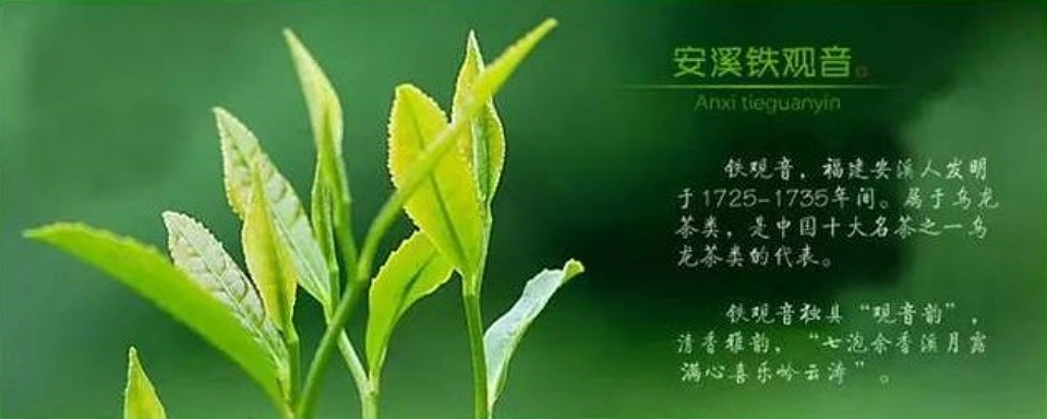 安溪鐵觀音