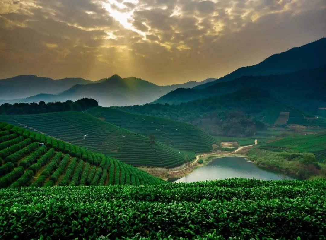 茶山
