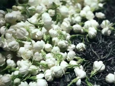 喝茶治口臭嗎，什么茶治口臭好？