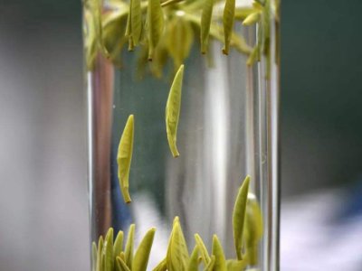 茶葉的專業(yè)知識，關(guān)于茶的基本知識大全