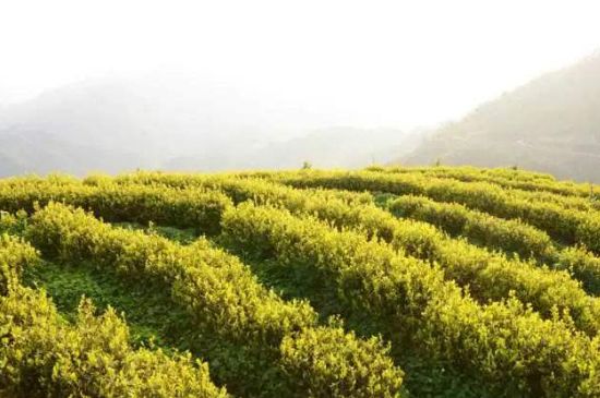 黃金茶的功效及禁忌癥，黃金茶有什么副作用嗎？