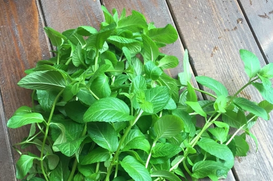 薄荷茶的功效與作用，喝薄荷茶有什么好處？