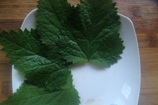 薄荷茶的功效與作用，喝薄荷茶有什么好處？
