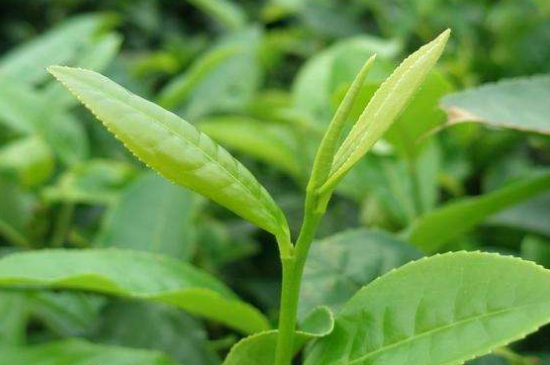 最耐泡的茶葉排名，什么茶葉經(jīng)久耐泡？