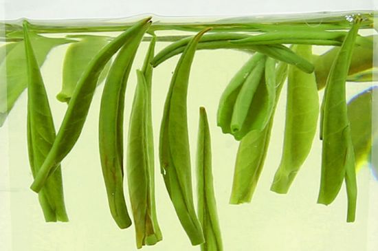 雀舌茶什么人不能喝，雀舌茶的功效與禁忌