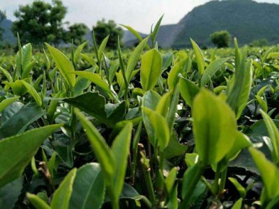 茶葉具有什么功效，<a href=http://www.imlikeomg.com/chajiankang/ target=_blank class=infotextkey>茶葉的功效與作用</a>大全