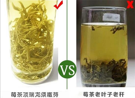 張家界茅巖莓茶與藤茶是同一種茶嗎，藤茶跟莓茶一不一樣？