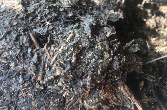 茯茶可以放在冰箱里存放嗎，茯磚茶如何儲存？