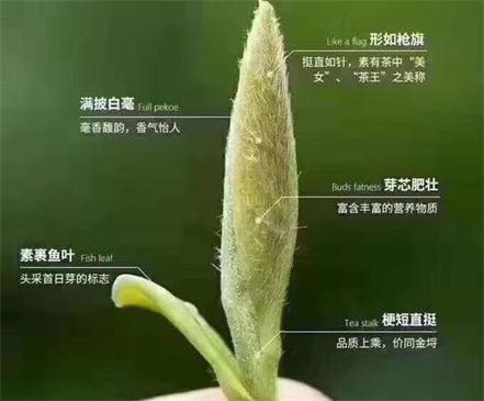 春茶季怎么辨別白毫銀針的好壞，好的白毫銀針如何選購(gòu)？
