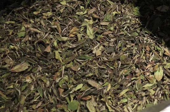 陳茶還是新茶好，茶葉是新茶好喝還是陳茶好喝