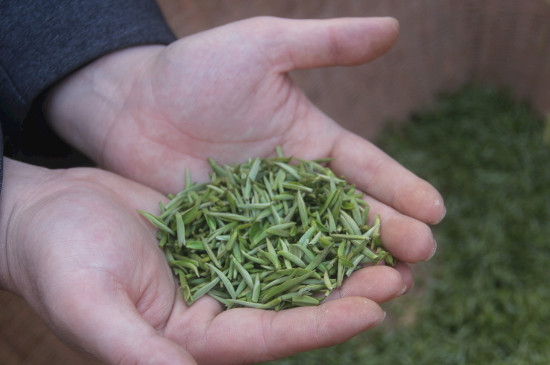 茶葉可以放冰箱嗎，茶需要放冰箱保存嗎