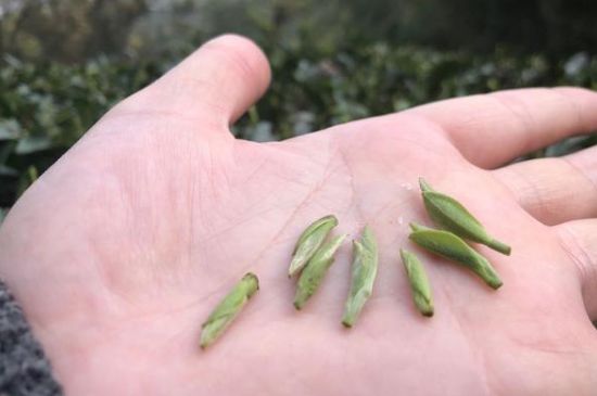 春茶季怎么辨別白毫銀針的好壞，好的白毫銀針如何選購(gòu)？