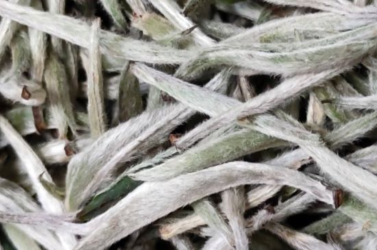 春茶上市白茶的好壞怎么區(qū)分，春白茶怎么分辨好不好？