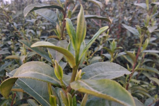 家庭如何保存碧螺春茶葉，蘇州洞庭碧螺春綠茶怎么保存？
