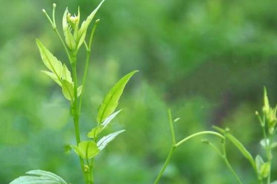 茅巖莓茶別名是什么，莓茶別名叫藤茶嗎？
