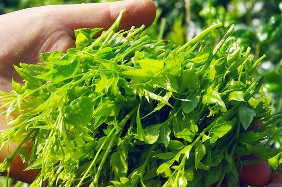 茅巖莓茶別名是什么，莓茶別名叫藤茶嗎？