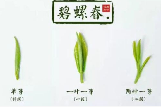 真假碧螺春泡水后區(qū)別，蘇州洞庭碧螺春怎樣鑒別好壞？