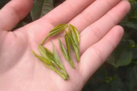 炒青茶為什么便宜，炒青綠茶好喝嗎？
