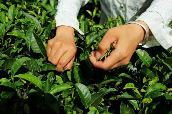 采茶的方法與步驟，如何正確采摘茶葉？