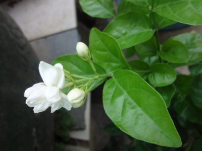 茉莉和什么一起泡最好，茉莉茶有幾種搭配？