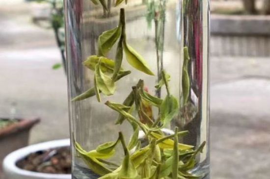 蒸汽煮茶器適合什么茶，蒸汽煮茶器適合用綠茶嗎？