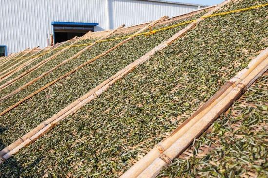 武夷巖茶的初制、精制加工工藝詳細(xì)講解