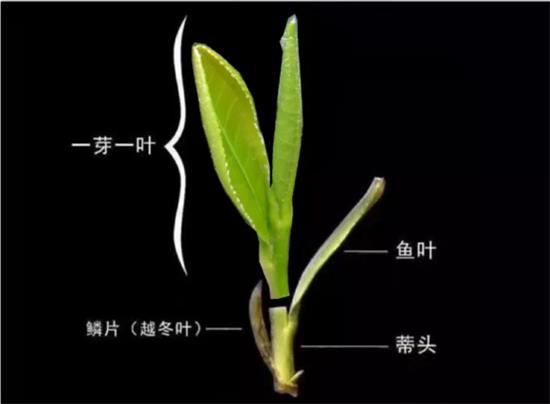 摘茶葉最快的方法，采摘茶葉怎么才能快？