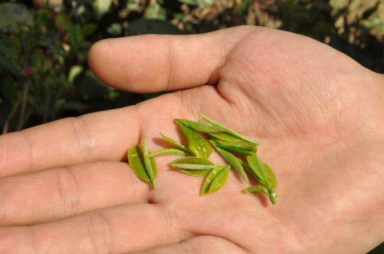木魚石茶壺適合泡什么茶，木魚石泡啥茶好