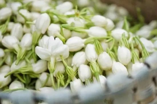 十大排毒養(yǎng)顏花茶，喝什么花茶排毒養(yǎng)顏