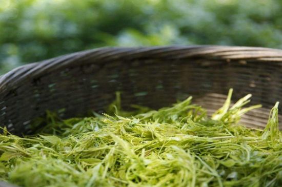 茅巖莓茶加工工藝，莓茶的工藝制作過程