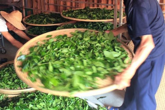 武夷巖茶的初制、精制加工工藝詳細(xì)講解