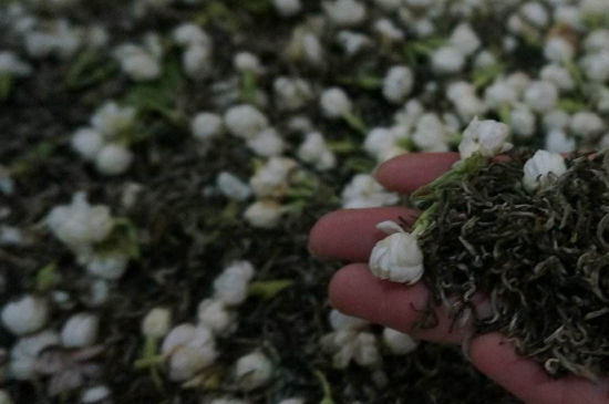茉莉茶的種類和等級，茉莉花茶的分類