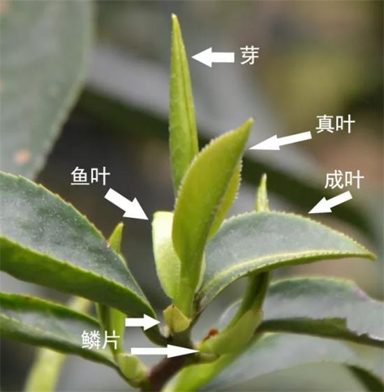 摘茶葉最快的方法，采摘茶葉怎么才能快？