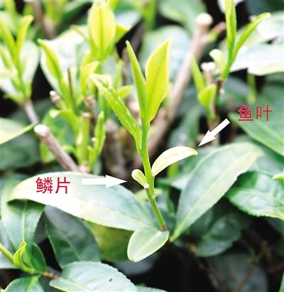 摘茶葉最快的方法，采摘茶葉怎么才能快？