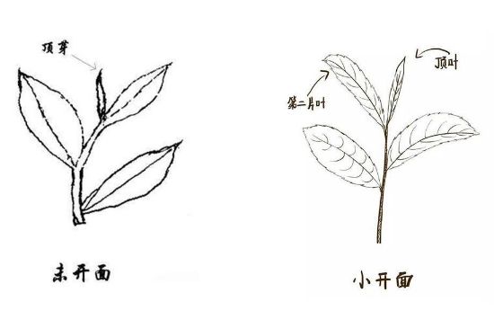 武夷巖茶的初制、精制加工工藝詳細(xì)講解