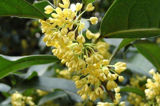 干桂花茶的制作方法，怎樣自制桂花茶？