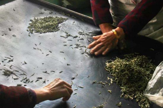 武夷巖茶的初制、精制加工工藝詳細(xì)講解