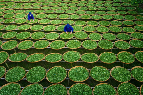 綠茶加工工藝流程圖，綠茶的加工制作包含哪幾個步驟？