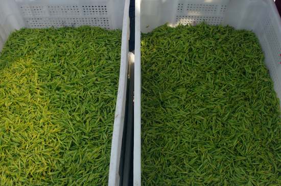 什么茶葉適合用蒸茶器，什么茶可以蒸