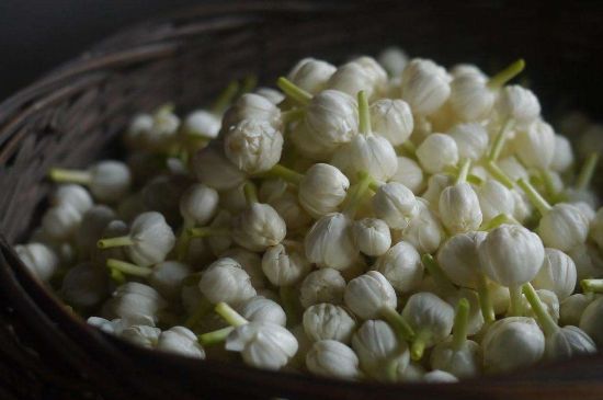 茉莉花茶與什么相克，茉莉花搭配禁忌
