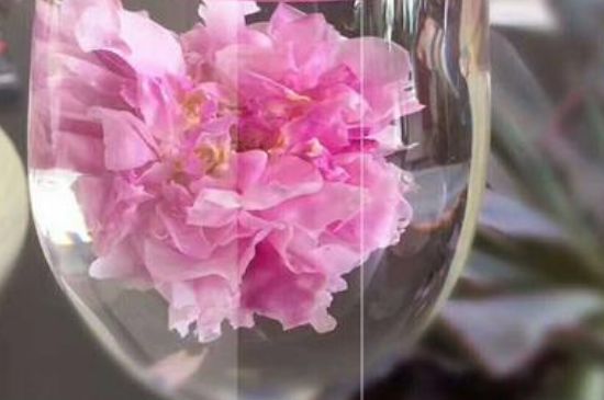 干玫瑰花泡水放幾顆，玫瑰花泡水一次放幾朵？