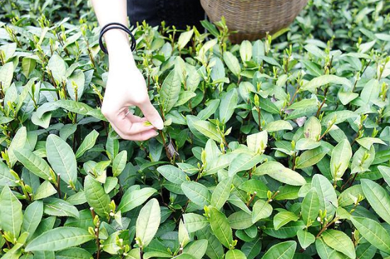 采茶的方法與步驟，如何正確采摘茶葉？