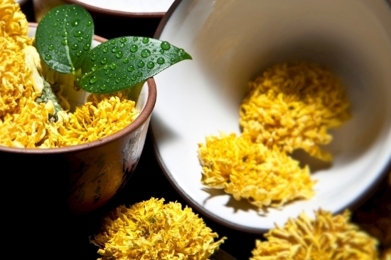 孕婦可以喝菊花茶嗎，菊花對胎兒有致畸作用？