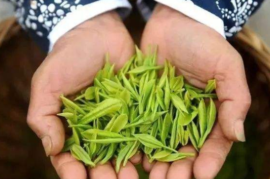 摘茶葉最快的方法，采摘茶葉怎么才能快？