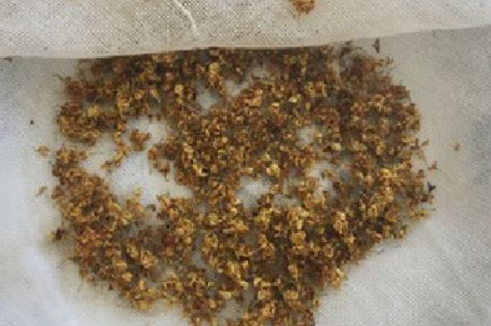 干桂花茶的制作方法，怎樣自制桂花茶？