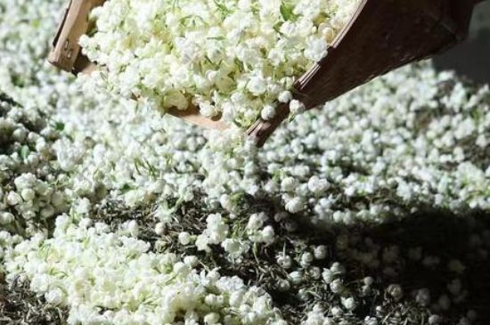 茉莉茶葉的功效與禁忌，什么人不適合喝茉莉花茶？