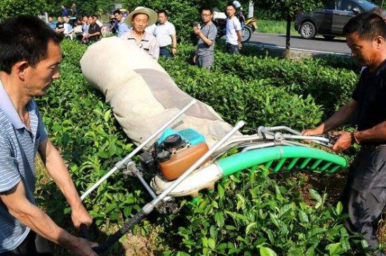 采茶的方法與步驟，如何正確采摘茶葉？
