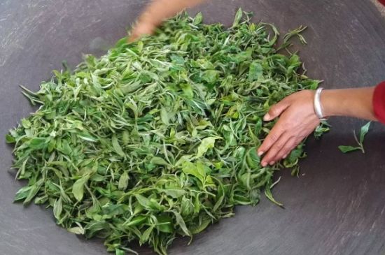龍井茶炒茶葉怎么炒出好茶色，茶葉怎樣做出來(lái)最綠？
