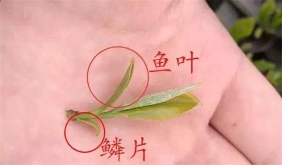 摘茶葉最快的方法，采摘茶葉怎么才能快？