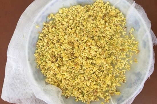 干桂花茶的制作方法，怎樣自制桂花茶？